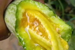 纹身店的网红吃瓜,揭秘娱乐圈幕后真相